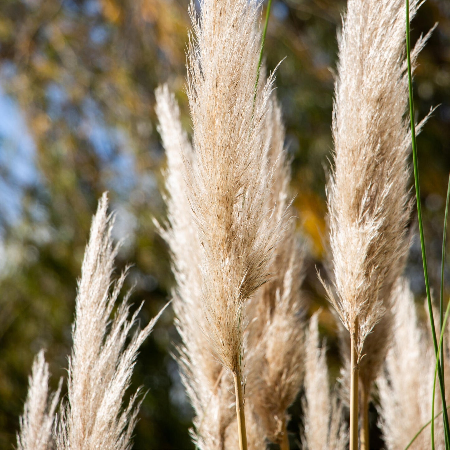 Hierba Da Las Pampas - 3 Pzs - Cortaderia Selloana - Altura 25-40cm - ⌀9cm_3