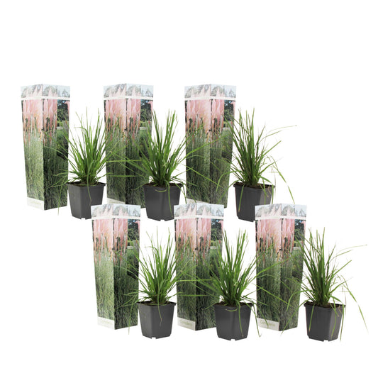 Hierba Da Las Pampas - 6 Pzs - Cortaderia Selloana - Altura 25-40cm - ⌀9cm_0