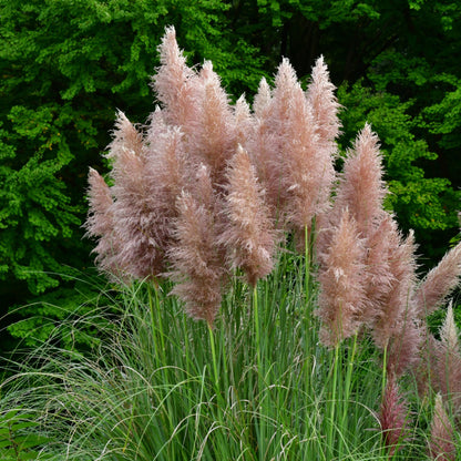 Hierba Da Las Pampas - 6 Pzs - Cortaderia Selloana - Altura 25-40cm - ⌀9cm_4