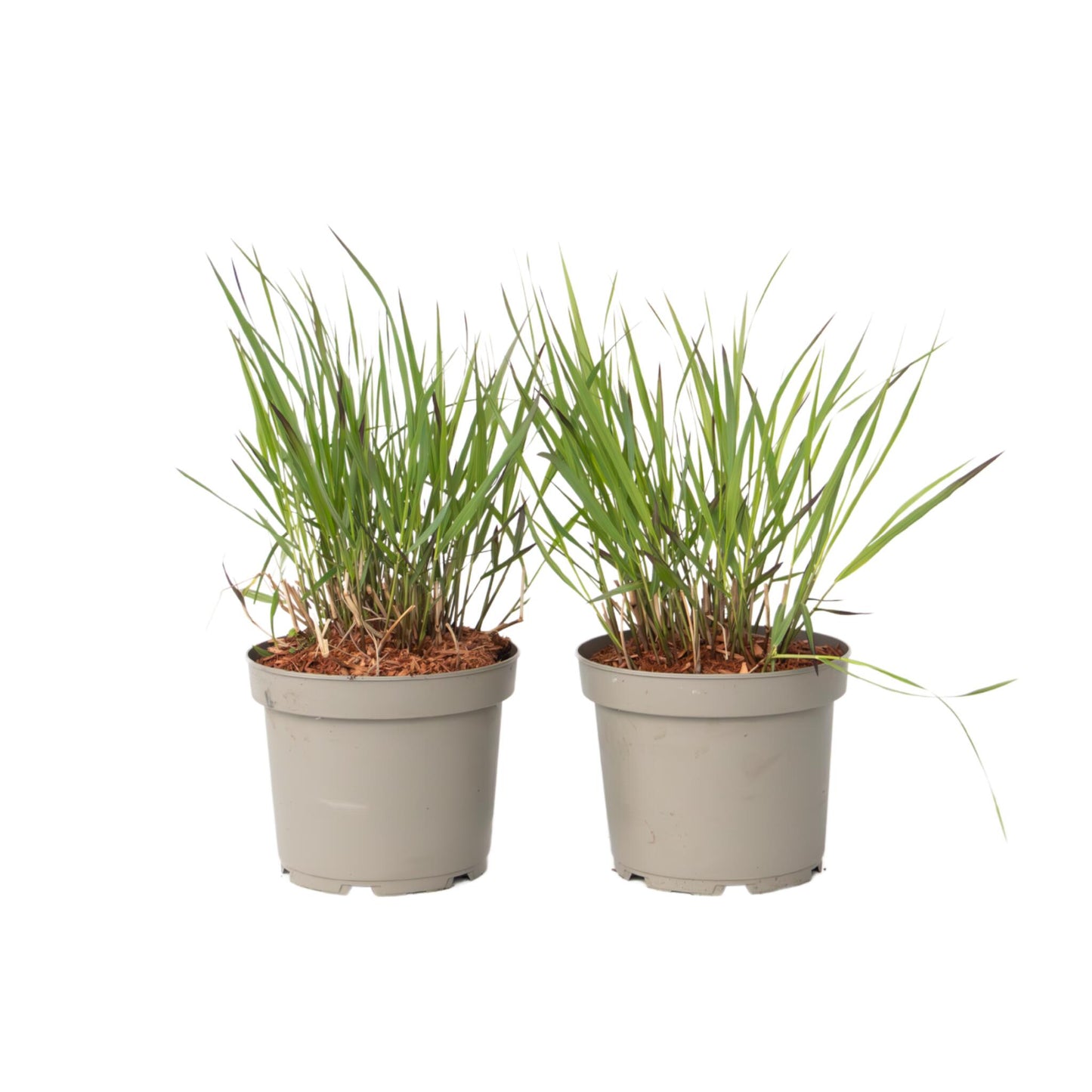 Hierba De Dedo - 2 Pzs - Panicum Virgatum 'squaw' - Altura 40-60cm - ⌀23cm_0