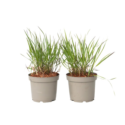 Hierba De Dedo - 2 Pzs - Panicum Virgatum 'squaw' - Altura 40-60cm - ⌀23cm_0