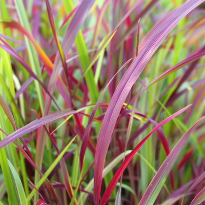 Hierba De Dedo - 2 Pzs - Panicum Virgatum 'squaw' - Altura 40-60cm - ⌀23cm_3
