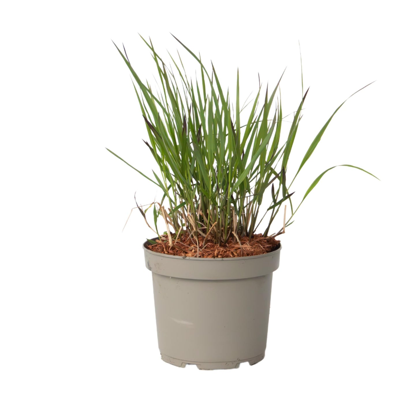 Hierba De Dedo - Panicum Virgatum 'squaw' - Altura 40-60cm - ⌀23cm_0