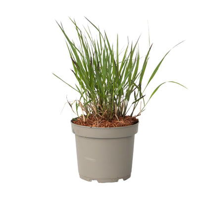Hierba De Dedo - Panicum Virgatum 'squaw' - Altura 40-60cm - ⌀23cm_0