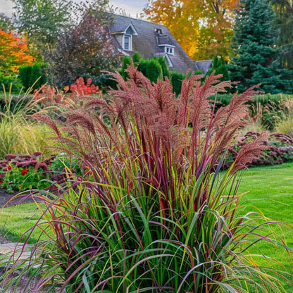 Hierba De Dedo - Panicum Virgatum 'squaw' - Altura 40-60cm - ⌀23cm_1