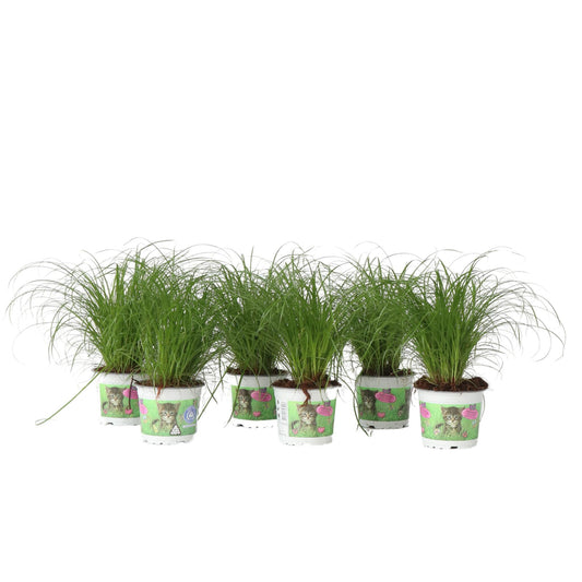 Hierba De Los Gatos - 6 Pzs - Cyperus Zumula - Altura 30-40cm - ⌀12cm_0