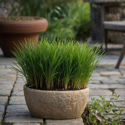 Hierba De Los Gatos - 6 Pzs - Cyperus Zumula - Altura 30-40cm - ⌀12cm_1