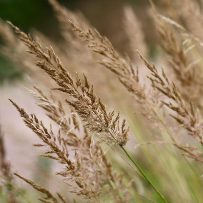 Hierba De Pluma - 2 Pzs - Calamagrostis 'karl Foerster' - Altura 40-60cm - ⌀23cm_3