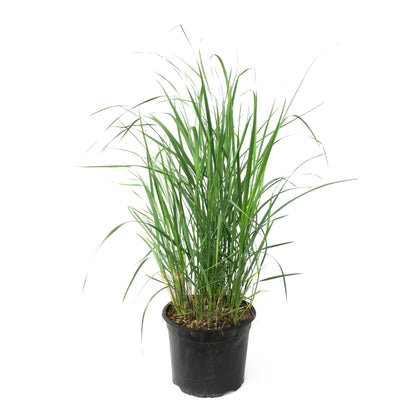 Hierba De Pluma - Calamagrostis 'karl Foerster' - Altura 40-60cm - ⌀23cm_0