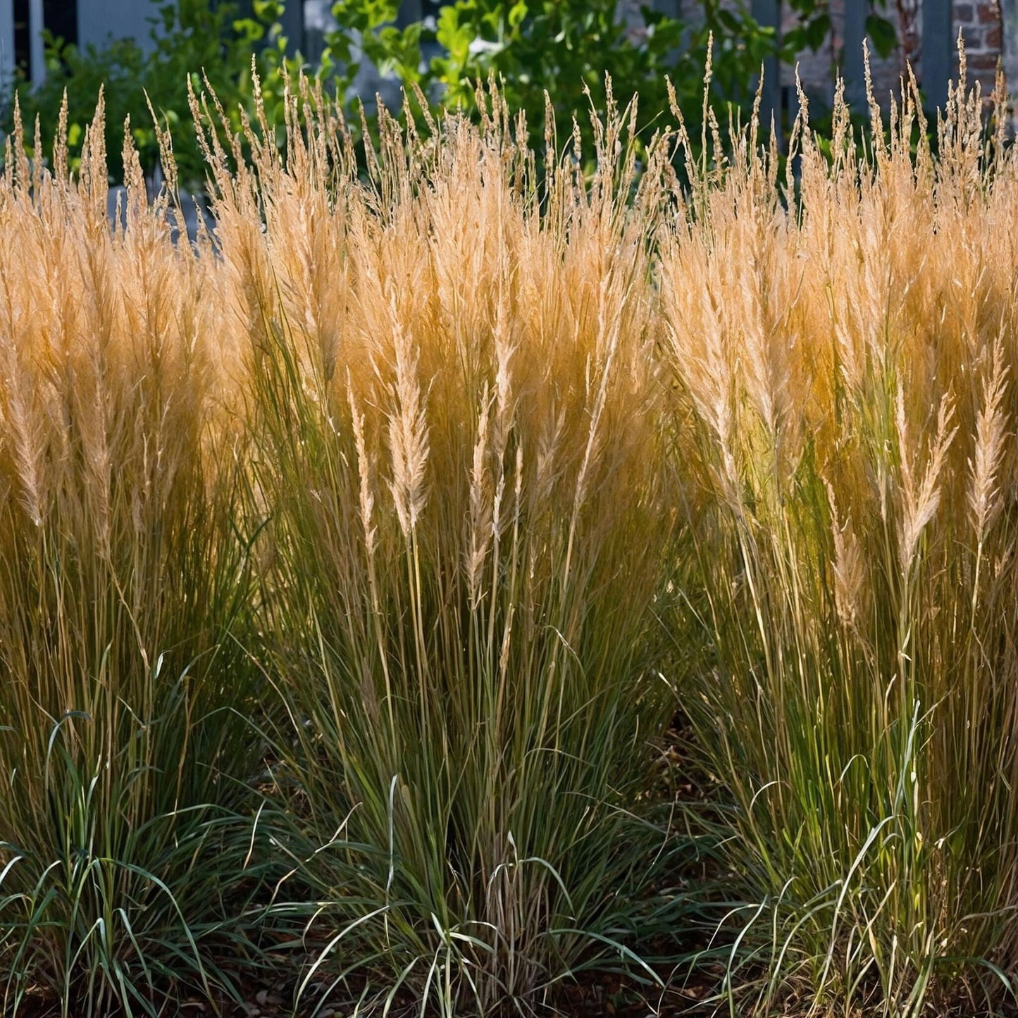 Hierba De Pluma - Calamagrostis 'karl Foerster' - Altura 40-60cm - ⌀23cm_1