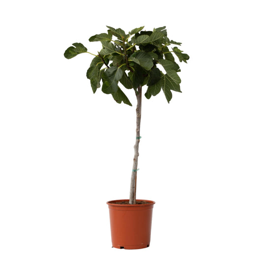 Higuera - Ficus Carica - Altura 70-90cm - ⌀21cm_0