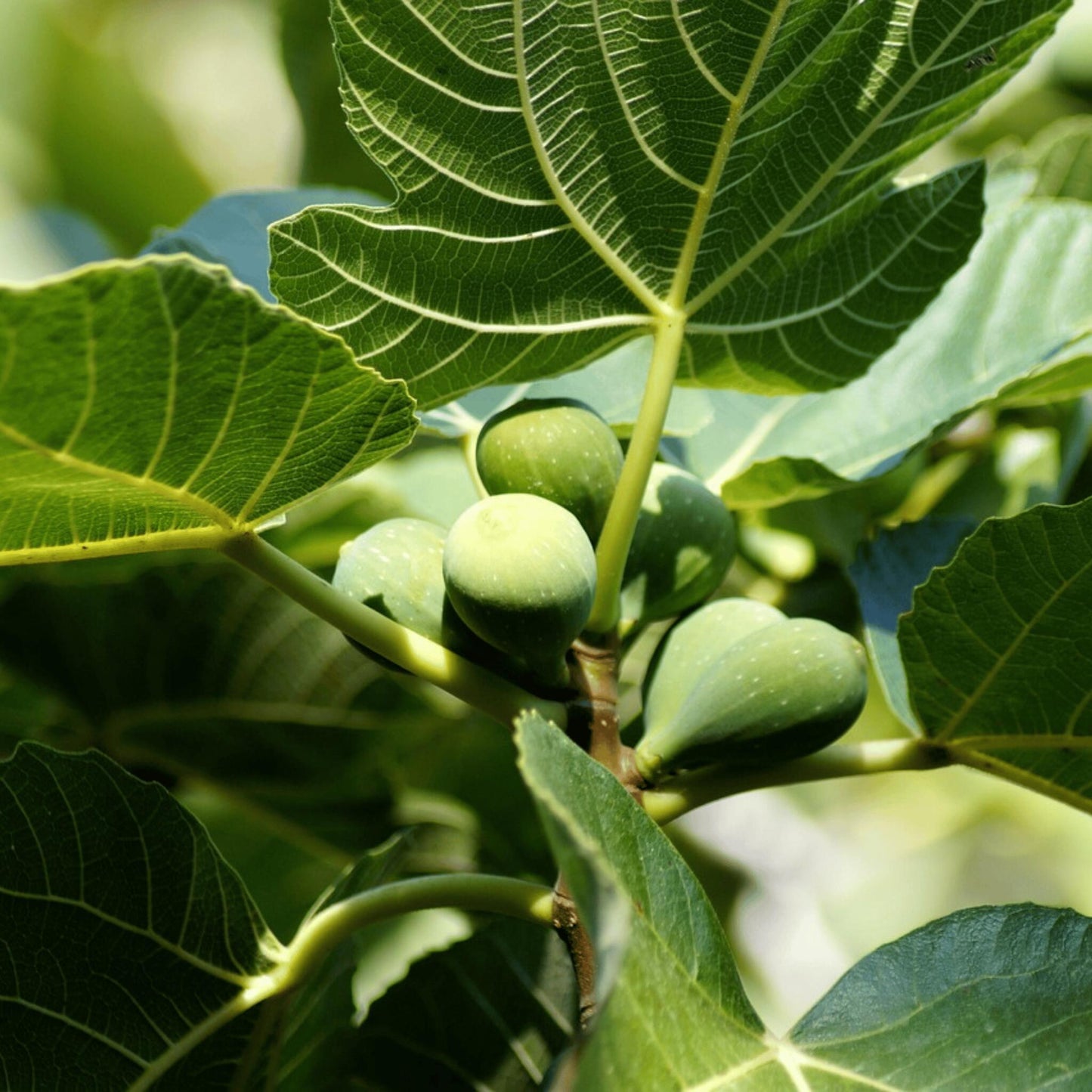 Higuera - Ficus Carica - Altura 70-90cm - ⌀21cm_3