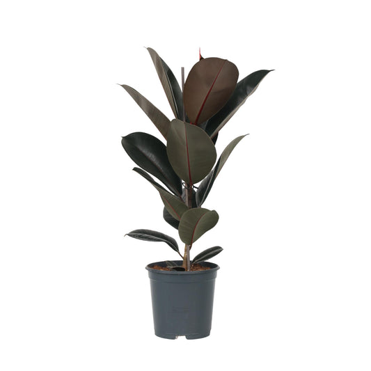 Higuera Cauchera - Ficus Elastica 'abidjan' - Altura 75-100cm - ⌀24cm_0