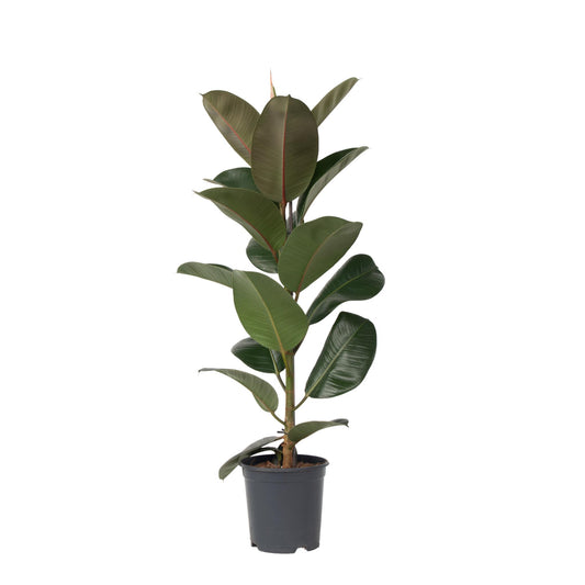 Higuera Cauchera - Ficus Elastica 'robusta' - Altura 75-100cm - ⌀24cm_0