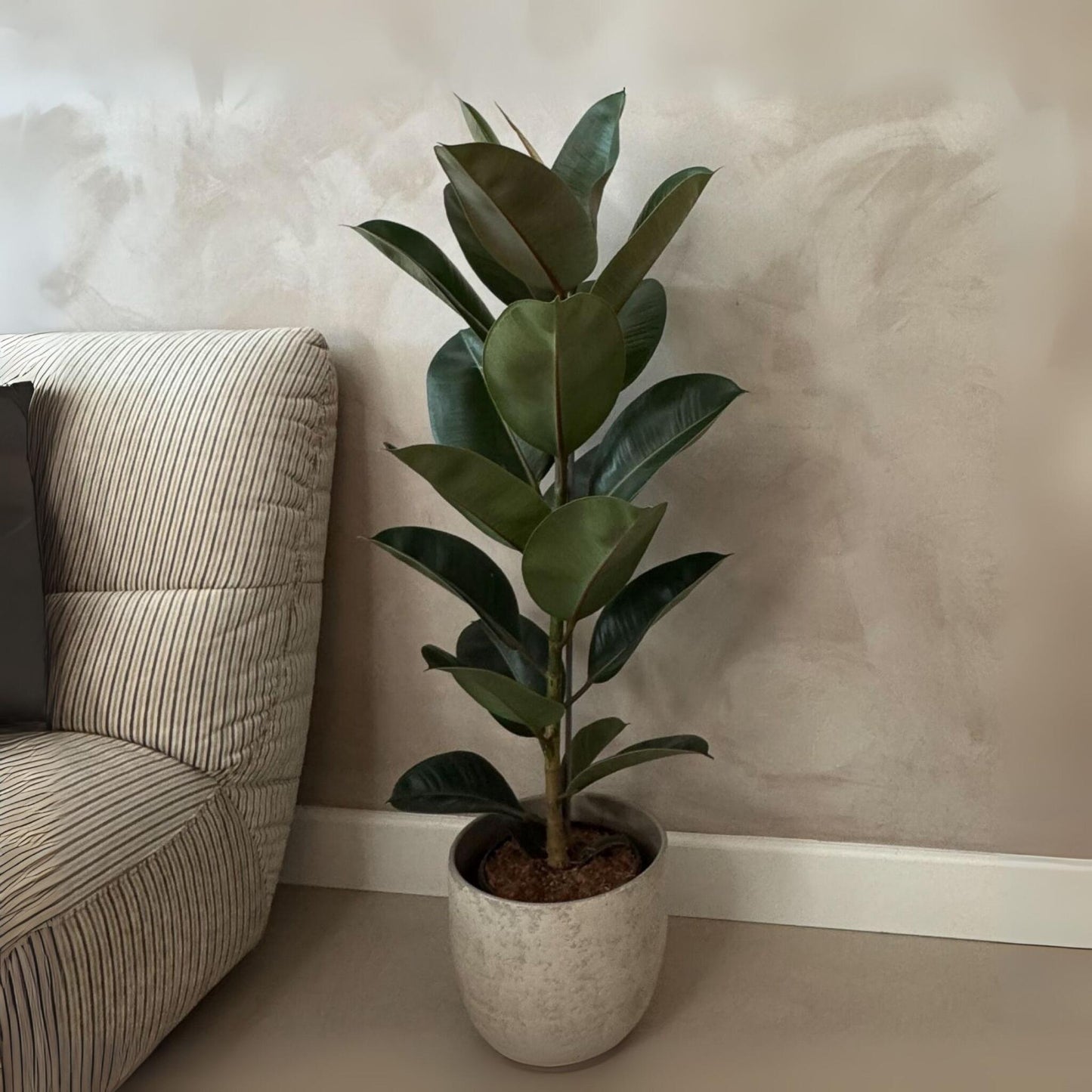 Higuera Cauchera - Ficus Elastica 'robusta' - Altura 75-100cm - ⌀24cm_1