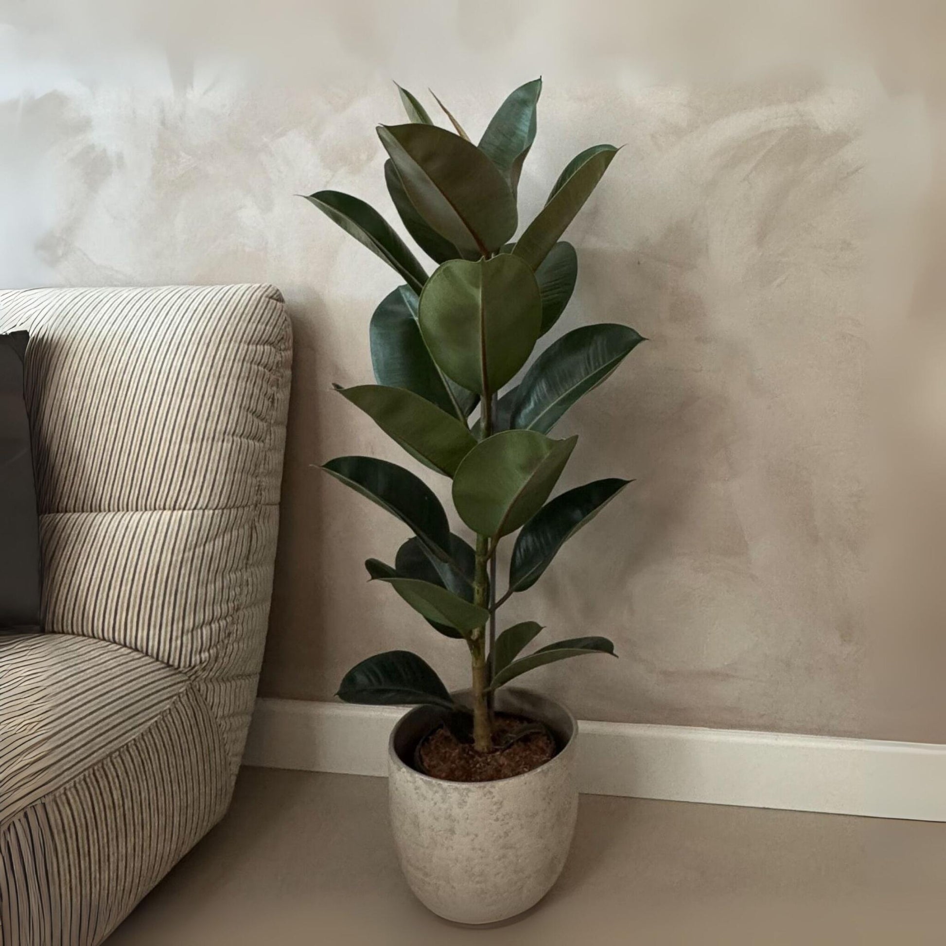 Higuera Cauchera - Ficus Elastica 'robusta' - Altura 75-100cm - ⌀24cm_1