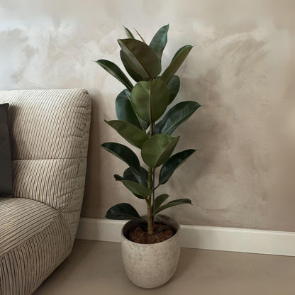 Higuera Cauchera - Ficus Elastica 'robusta' - Altura 75-100cm - ⌀24cm_1