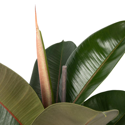 Higuera Cauchera - Ficus Elastica 'robusta' - Altura 75-100cm - ⌀24cm_3