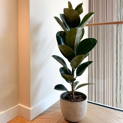 Higuera Cauchera - Ficus Elastica 'robusta' - Altura 75-100cm - ⌀24cm_4