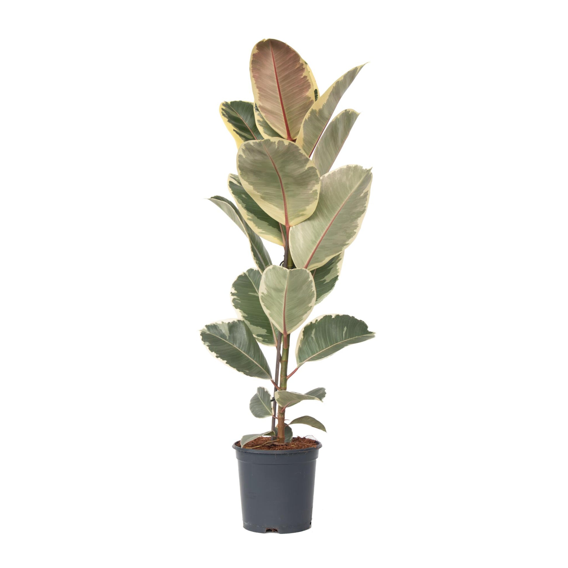 Higuera Cauchera - Ficus Elastica 'tineke' - Altura 75-100cm - ⌀24cm_0