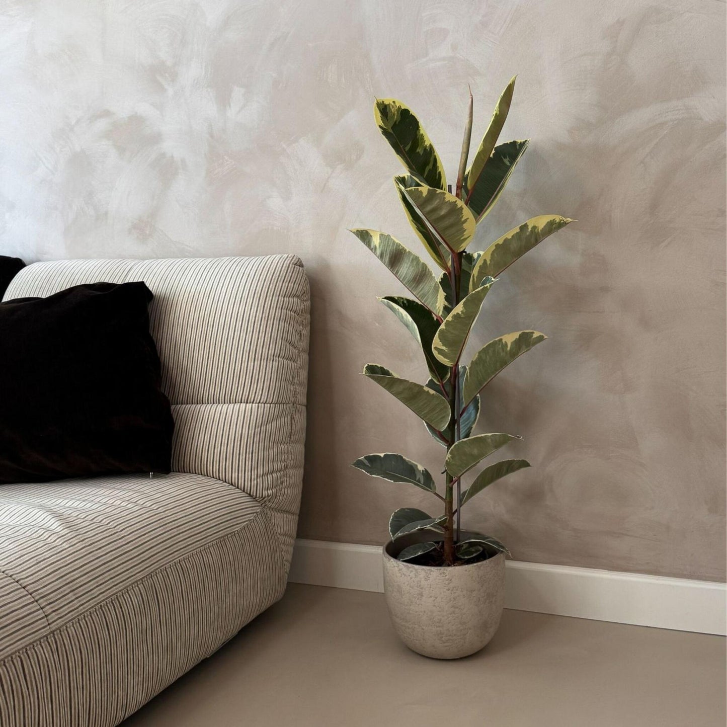 Higuera Cauchera - Ficus Elastica 'tineke' - Altura 75-100cm - ⌀24cm_1