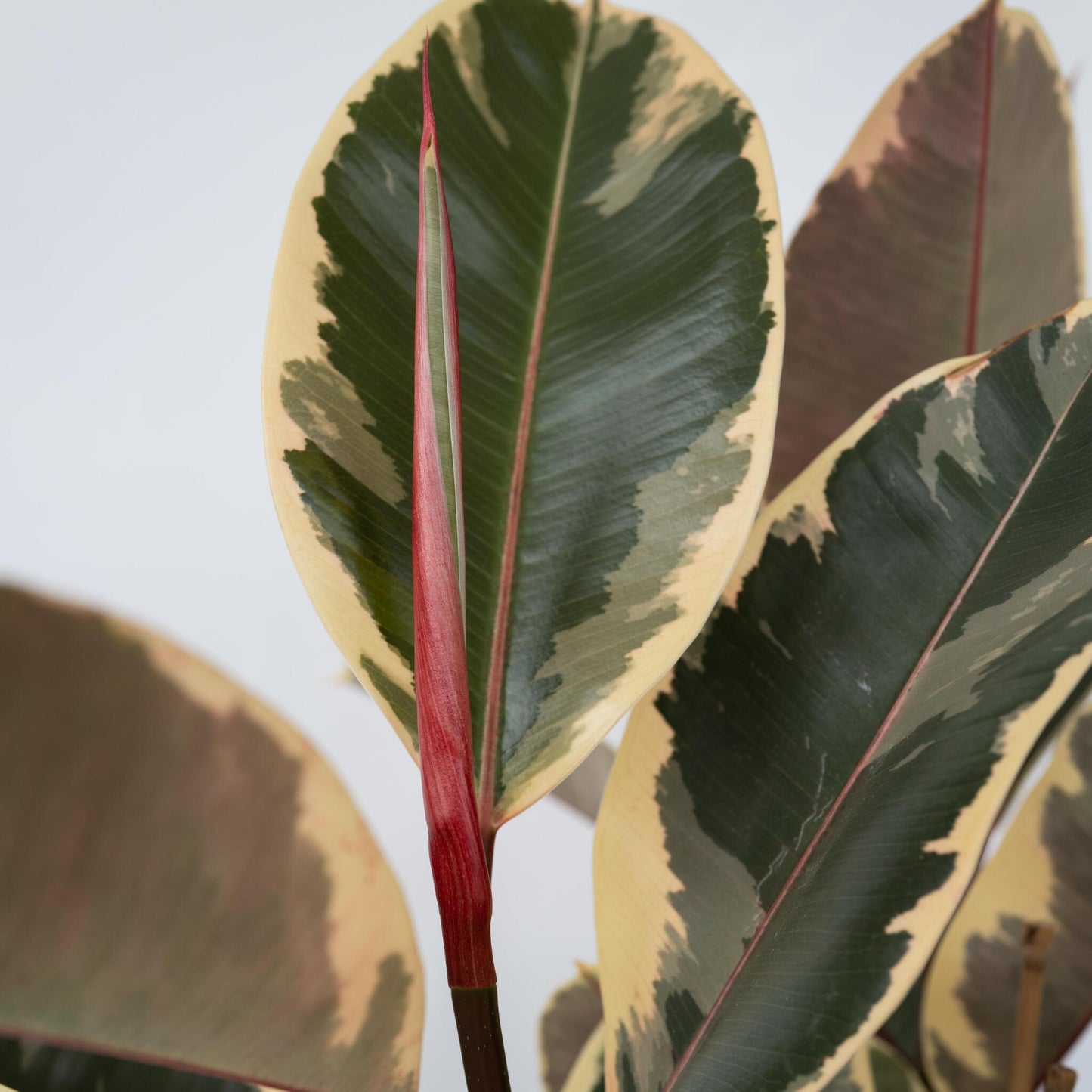 Higuera Cauchera - Ficus Elastica 'tineke' - Altura 75-100cm - ⌀24cm_3