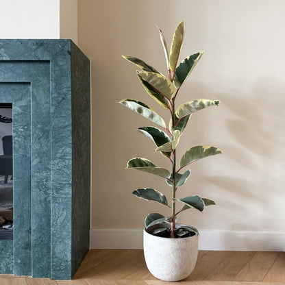 Higuera Cauchera - Ficus Elastica 'tineke' - Altura 75-100cm - ⌀24cm_4