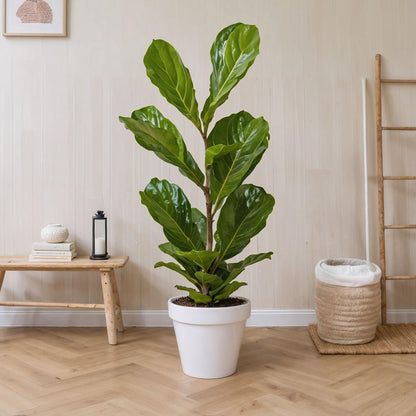 Higuera Hoja De Violín - Ficus Lyrata - Altura 70-90cm - ⌀21cm_1