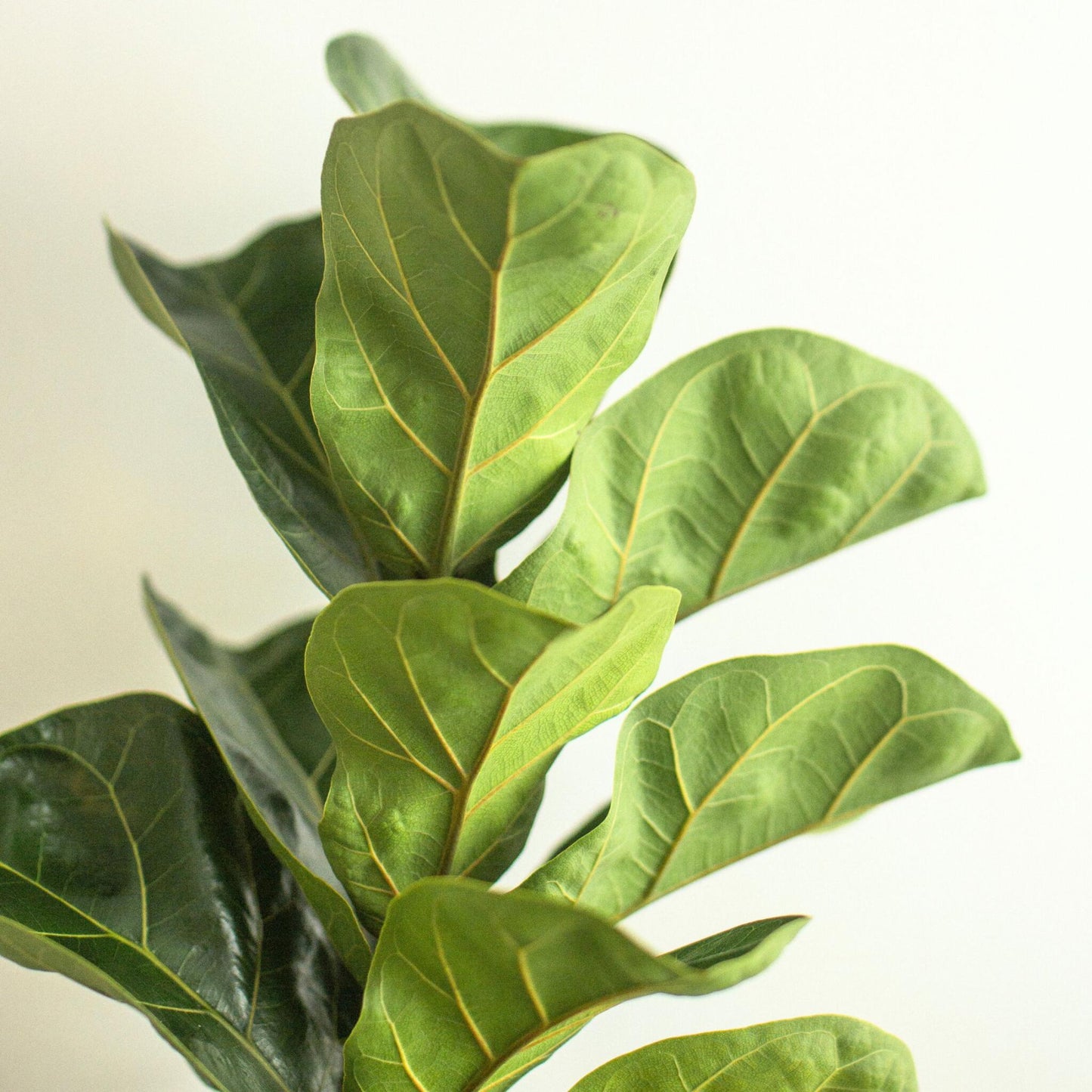 Higuera Hoja De Violín - Ficus Lyrata - Altura 80-100cm - ⌀24cm_3