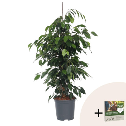 Higuera Llorona - Ficus Benjamina 'danielle' - Altura 100-110cm - ⌀21cm_0