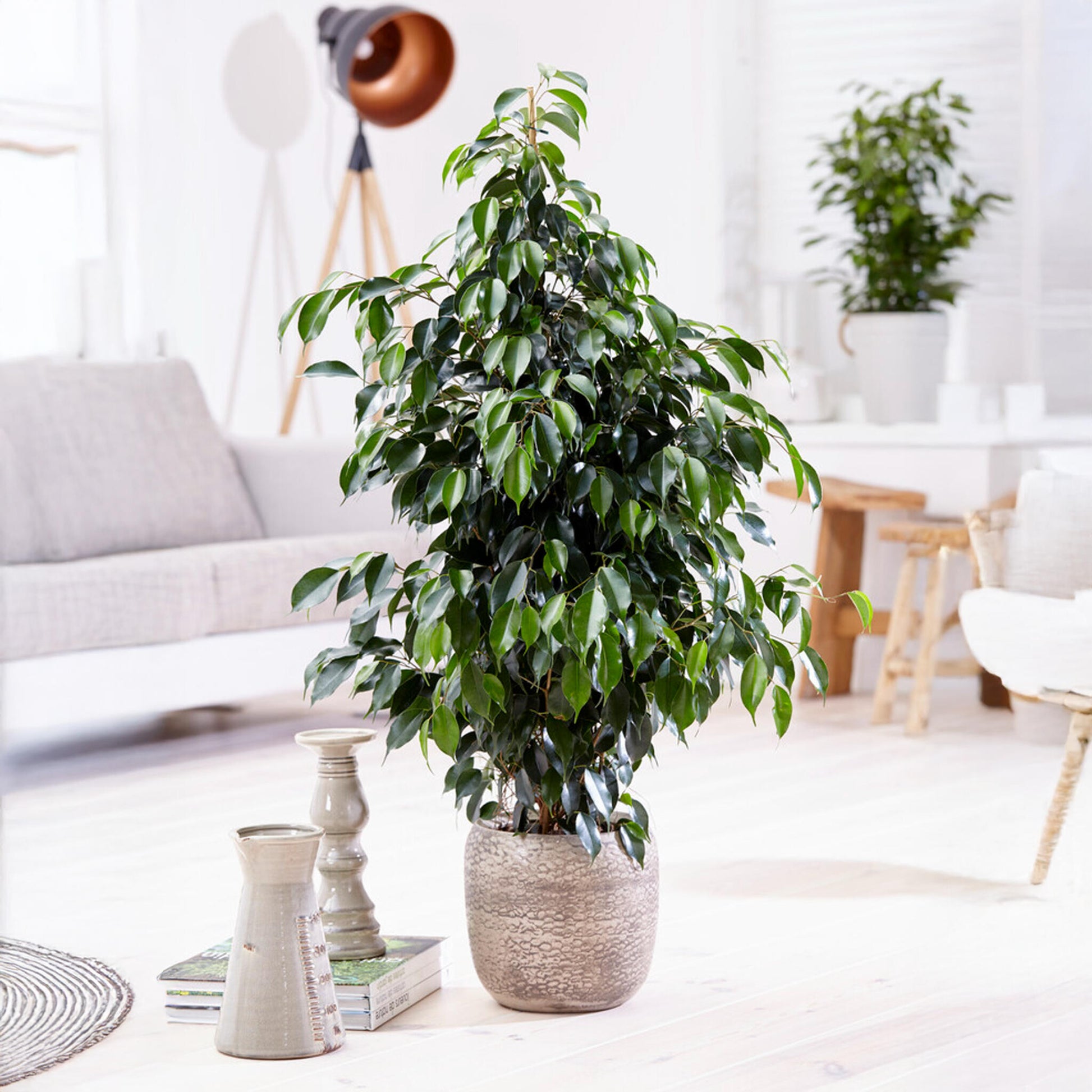 Higuera Llorona - Ficus Benjamina 'danielle' - Altura 100-110cm - ⌀21cm_1