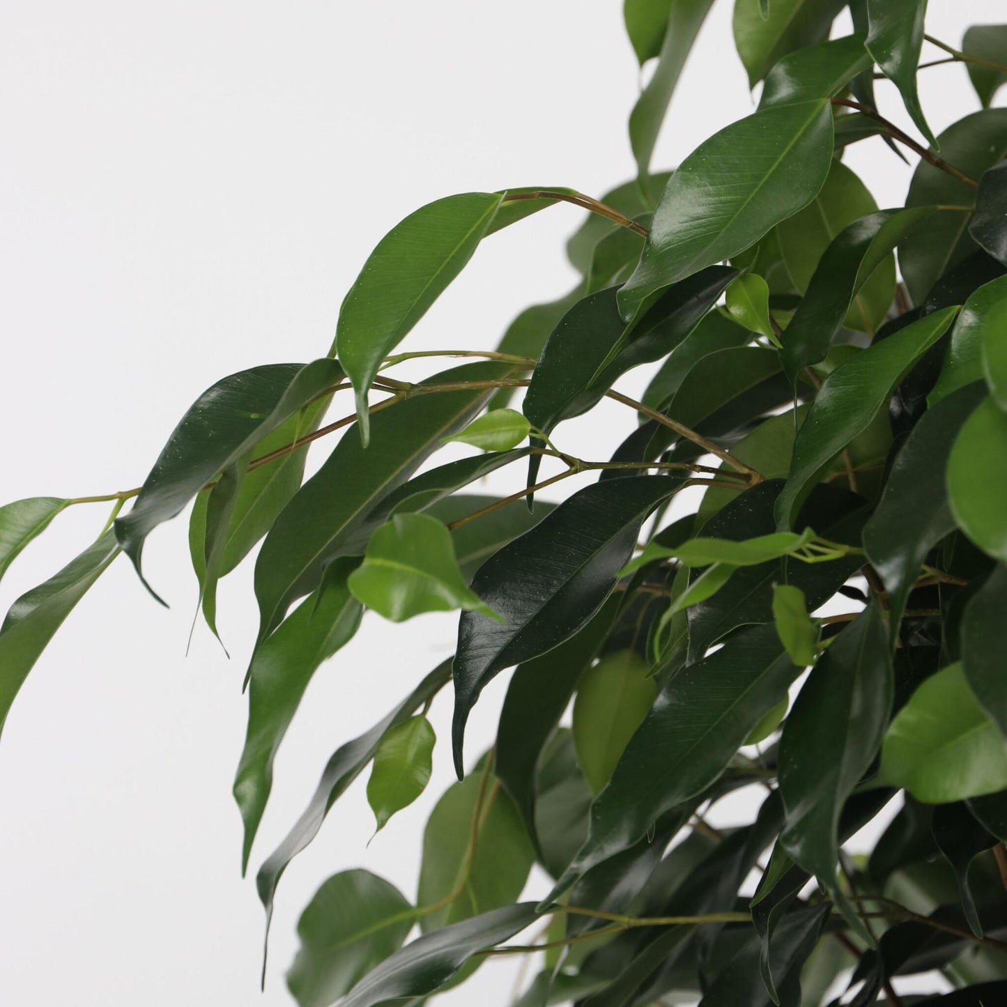 Higuera Llorona - Ficus Benjamina 'danielle' - Altura 100-110cm - ⌀21cm_3