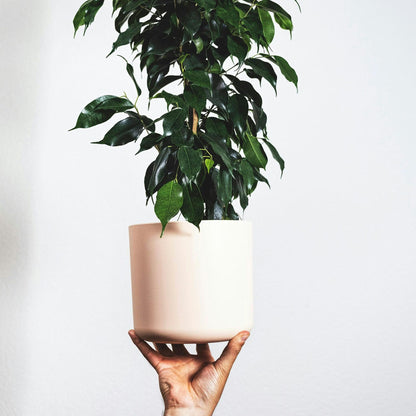 Higuera Llorona - Ficus Benjamina 'danielle' - Altura 100-110cm - ⌀21cm_4