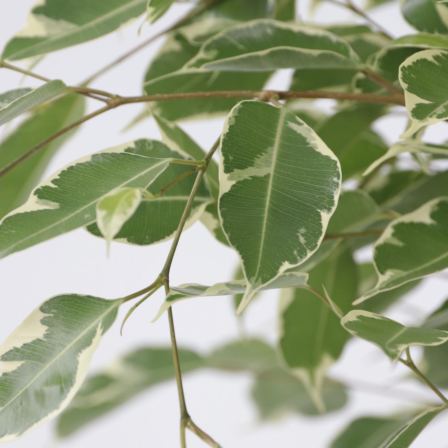 Higuera Llorona - Ficus Benjamina 'twilight' - Altura 100-110cm - ⌀21cm_3