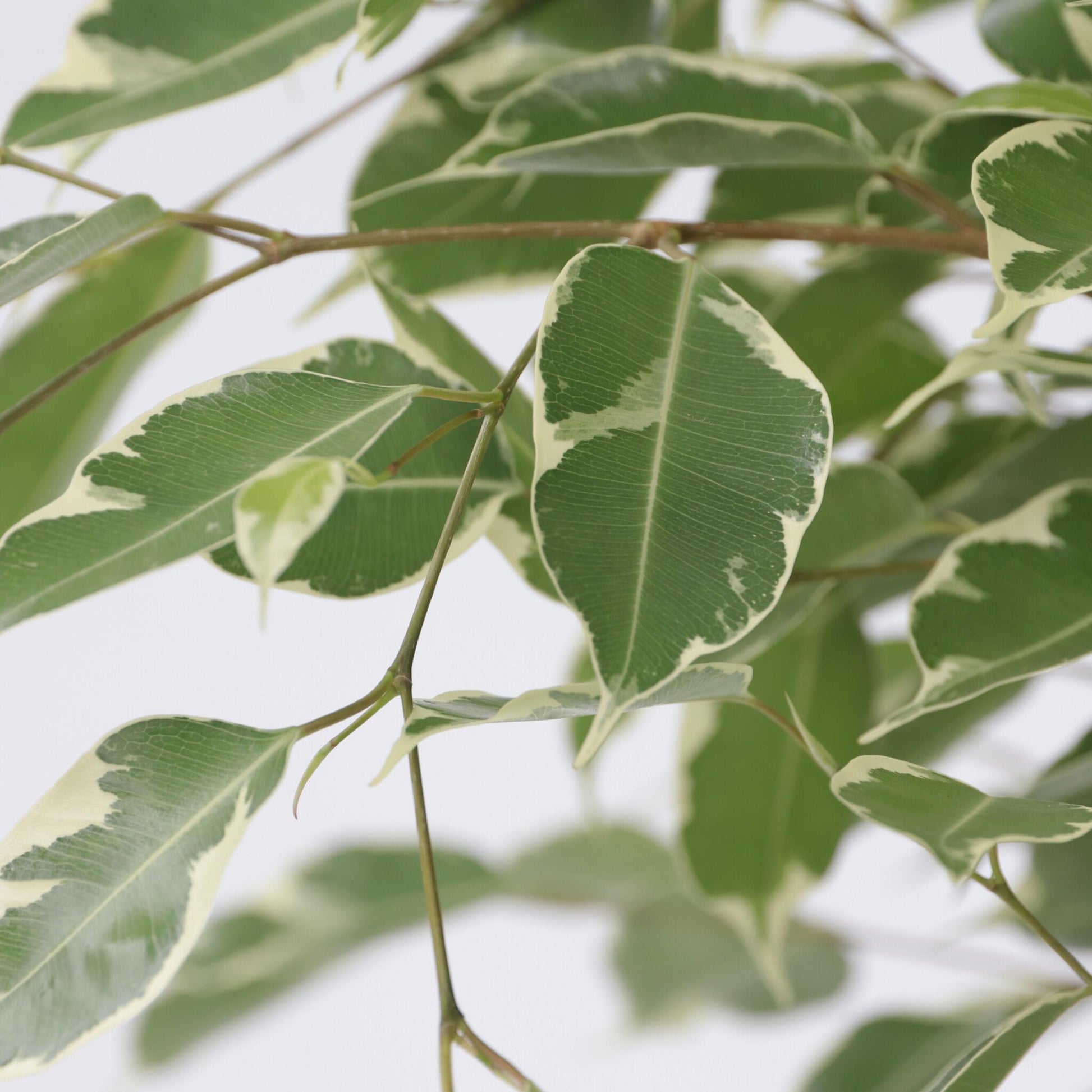Higuera Llorona - Ficus Benjamina 'twilight' - Altura 100-110cm - ⌀21cm_3