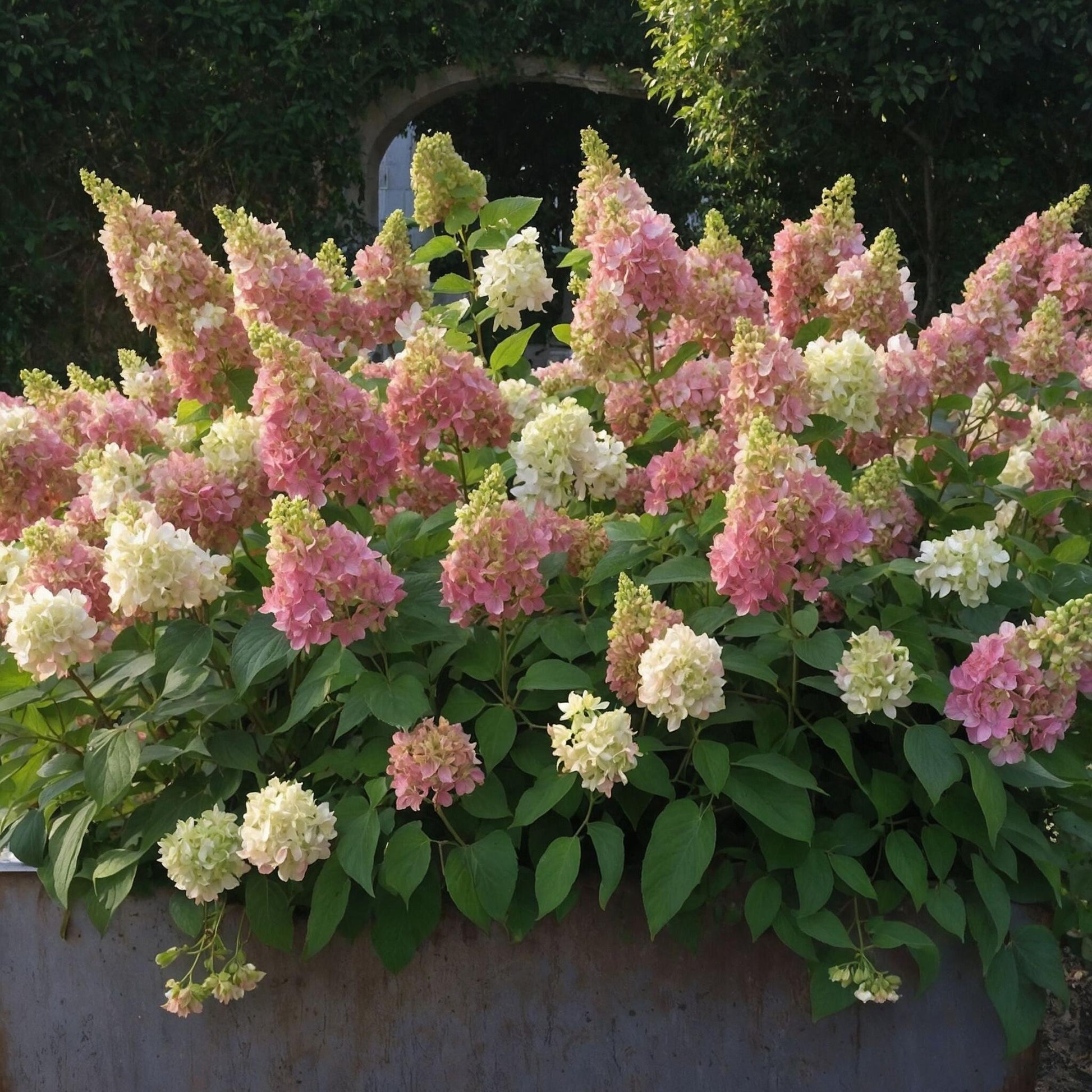 Hortensia - 2 Pzs - Hydrangea Paniculata 'candlelight' - Altura 25-40cm - ⌀19cm_1
