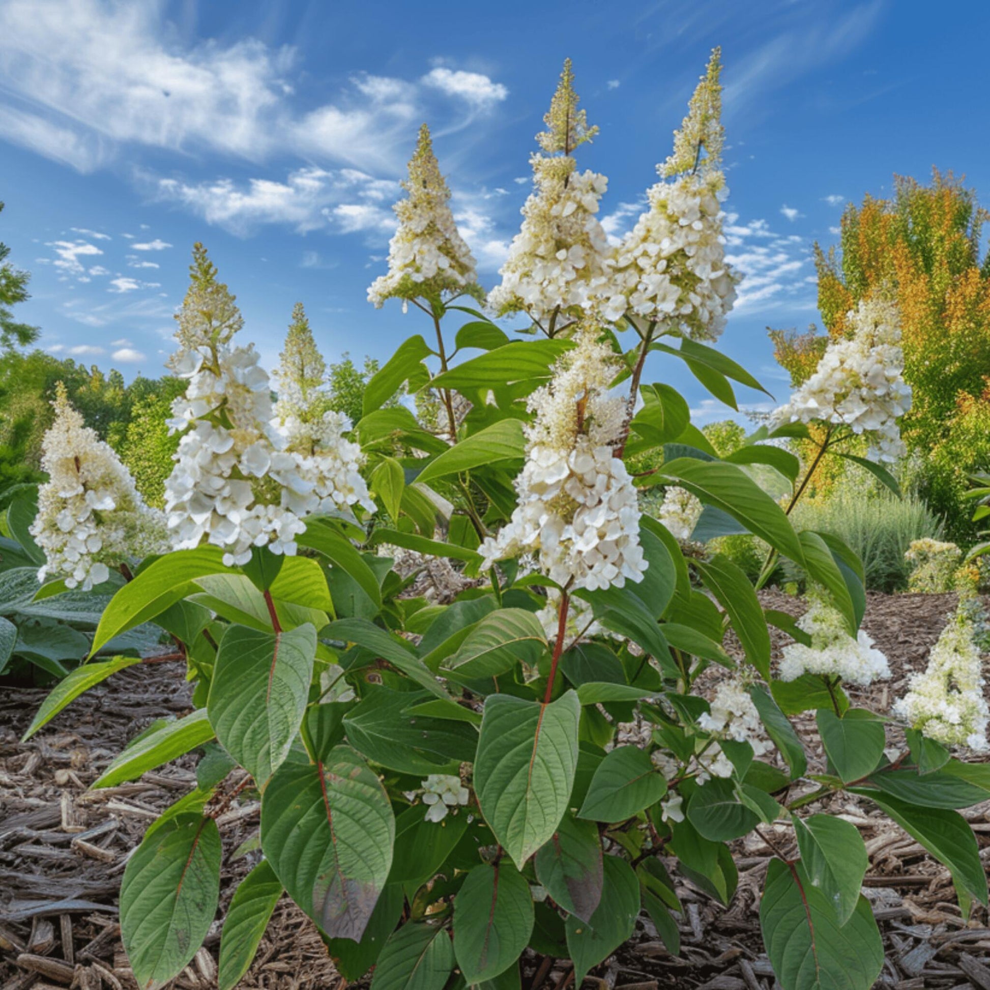 Hortensia - 2 Pzs - Hydrangea Paniculata 'confetti' - Altura 25-40cm - ⌀19cm_1
