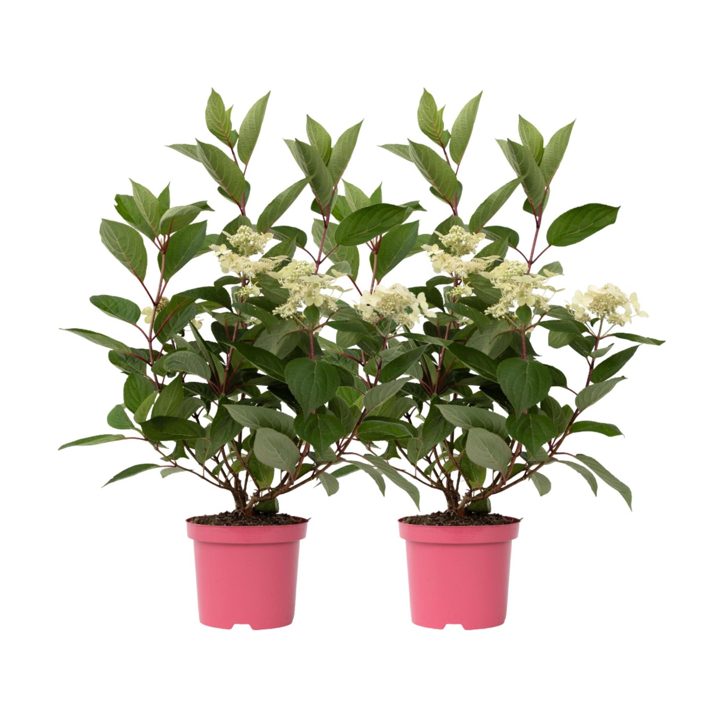 Hortensia - 2 Pzs - Hydrangea Paniculata 'early Harry' - Altura 25-40cm - ⌀19cm_0