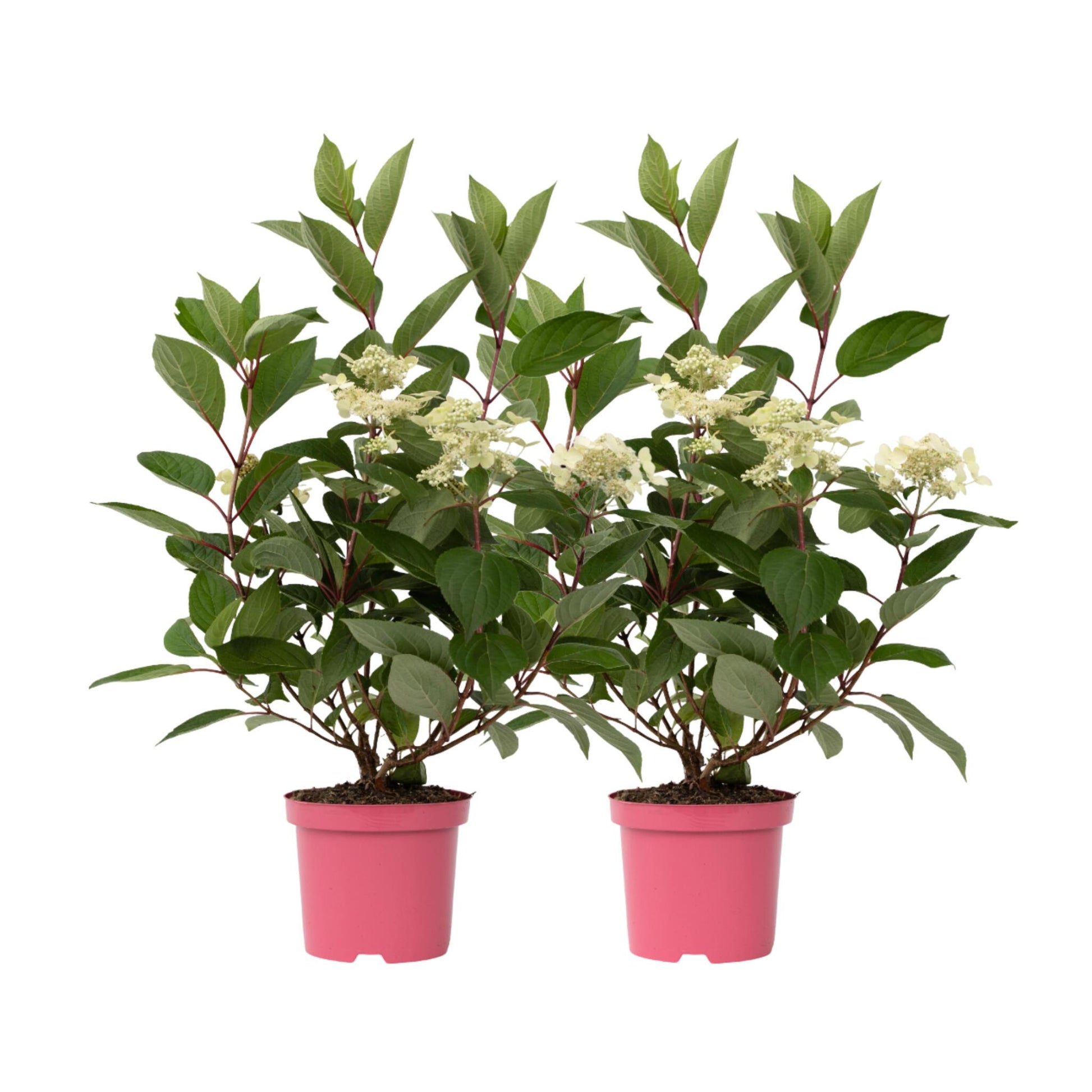 Hortensia - 2 Pzs - Hydrangea Paniculata 'early Harry' - Altura 25-40cm - ⌀19cm_0