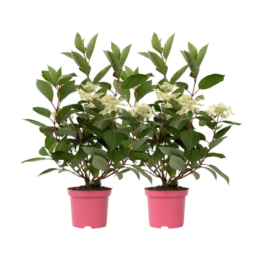 Hortensia - 2 Pzs - Hydrangea Paniculata 'early Harry' - Altura 25-40cm - ⌀19cm_0
