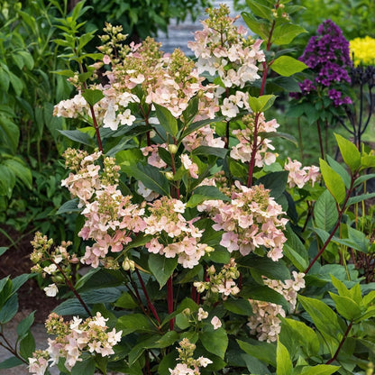 Hortensia - 2 Pzs - Hydrangea Paniculata 'early Harry' - Altura 25-40cm - ⌀19cm_1