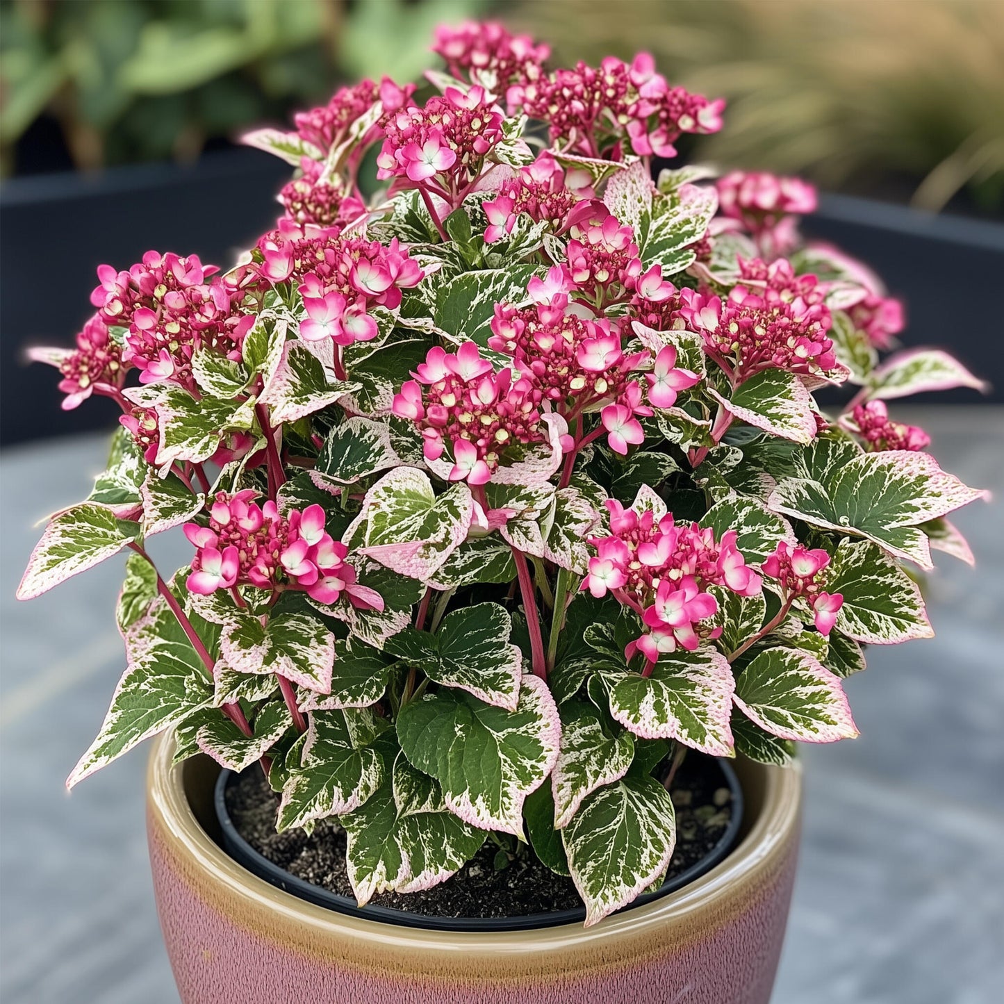 Hortensia - 2 Pzs - Hydrangea Serrata 'euphorbia Pink' - Altura 40-50cm - ⌀19cm_4