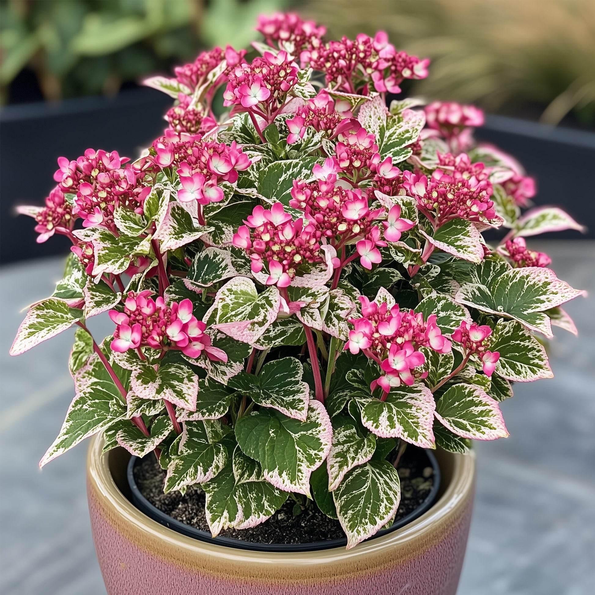 Hortensia - 2 Pzs - Hydrangea Serrata 'euphorbia Pink' - Altura 40-50cm - ⌀19cm_4