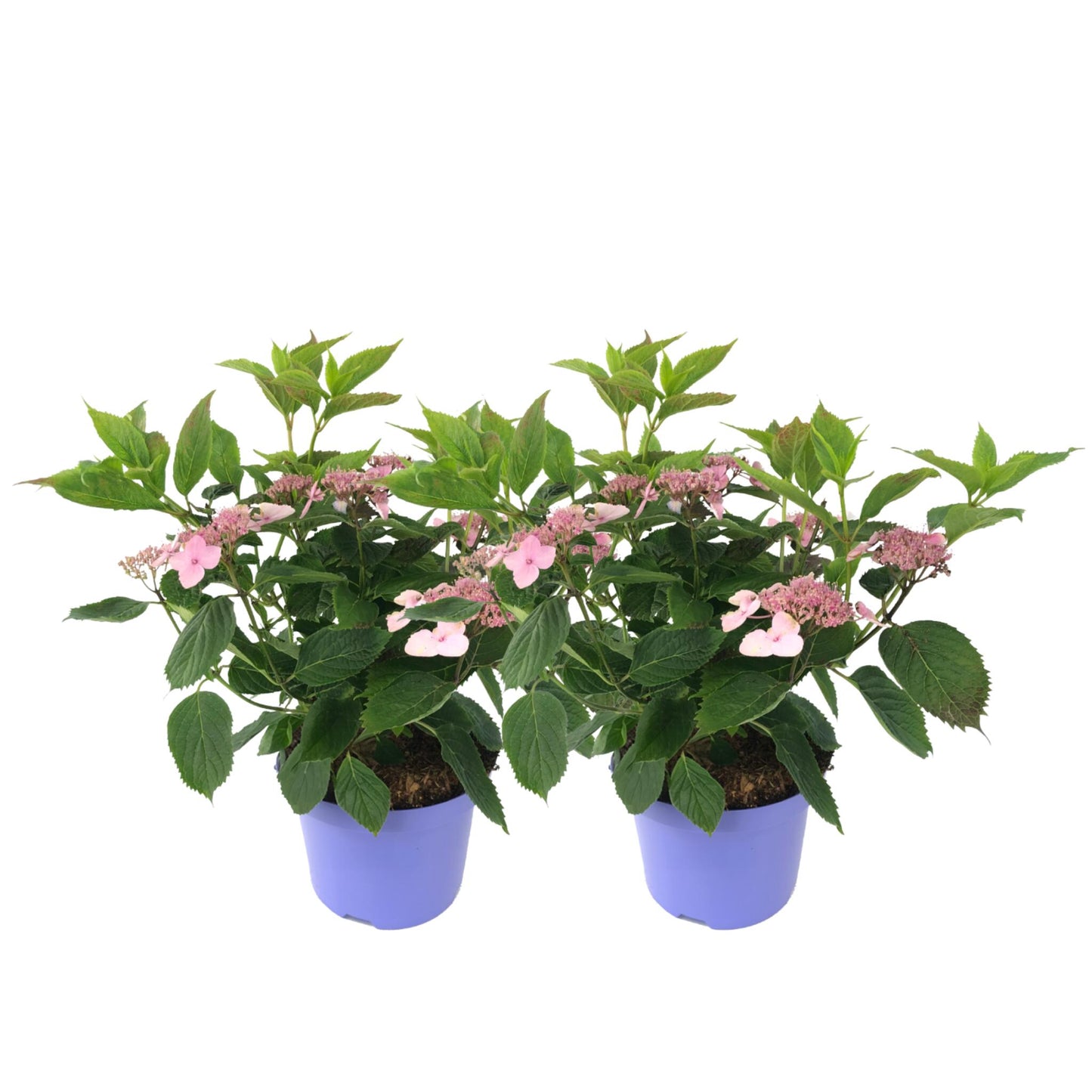 Hortensia - 2 Pzs - Hydrangea Serrata 'magic Pillow' - Altura 25-40cm - ⌀19cm_0