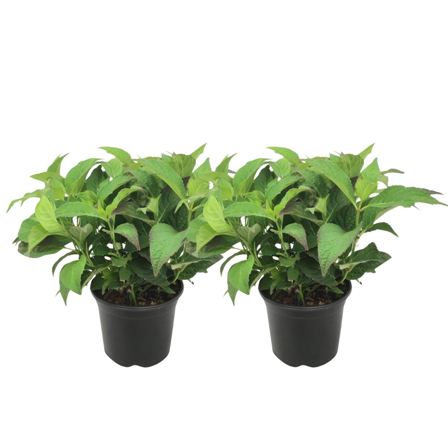 Hortensia - 2 Pzs - Hydrangea Serrata 'summerglow' - Altura 25-40cm - ⌀19cm_0