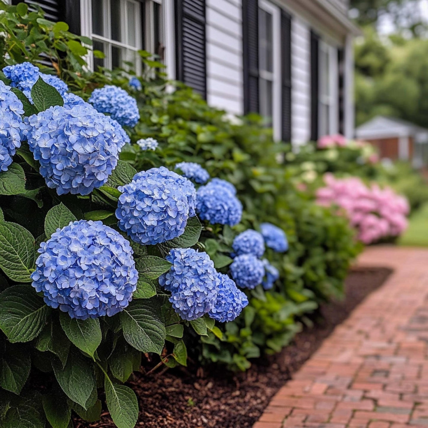 Hortensia - 2 Pzs - Hydrangea Serrata 'summerglow' - Altura 25-40cm - ⌀19cm_1