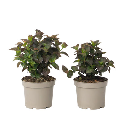 Hortensia - 2 Pzs - Hydrangea 'dare Devil' - Altura 25-40cm - ⌀19cm_0