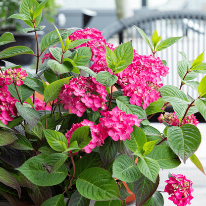 Hortensia - 2 Pzs - Hydrangea 'magic Sunset' - Altura 25-40cm - ⌀19cm_4
