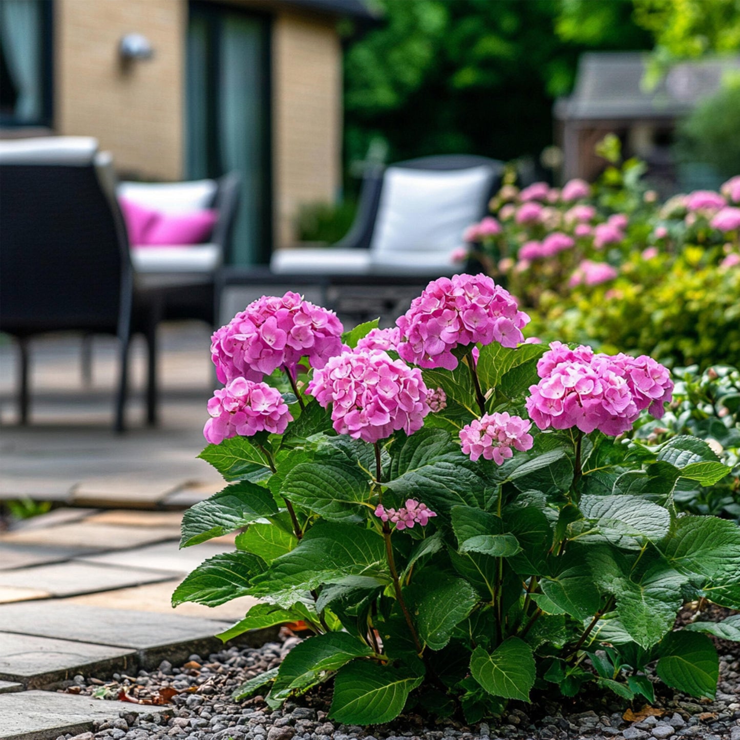 Hortensia - 2 Pzs - Hydrangea 'pink Annabelle' - Altura 40-50cm - ⌀19cm_1