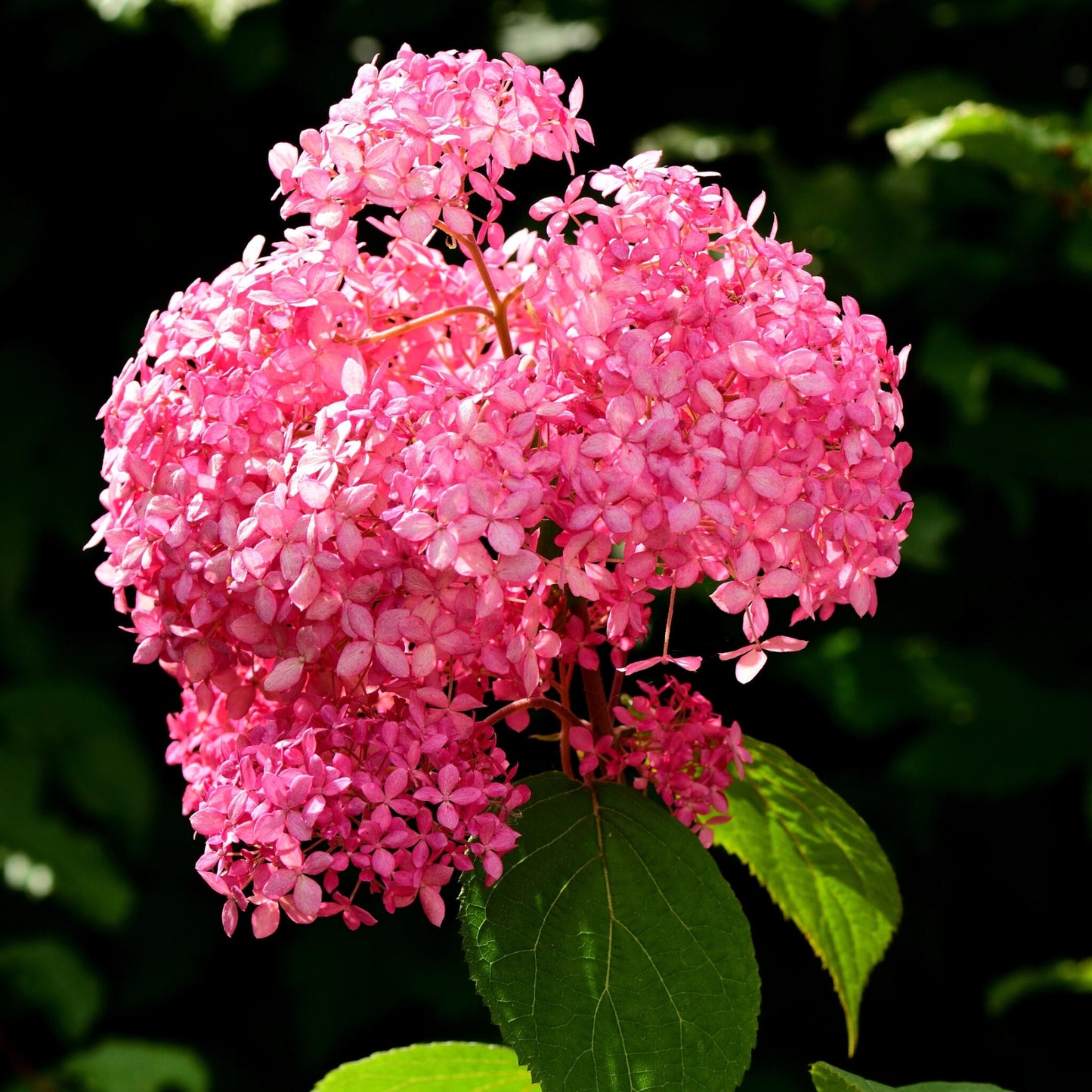 Hortensia - 2 Pzs - Hydrangea 'pink Annabelle' - Altura 40-50cm - ⌀19cm_3